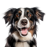 ai generiert sehr glücklich lächelnd Hund Porträt isoliert auf transparent Hintergrund, erstellt mit generativ ai png