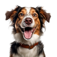 ai genererad mycket Lycklig leende hund porträtt isolerat på transparent bakgrund, skapas med generativ ai png