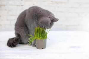 británico cabello corto gato él come útil rico en vitaminas césped en un maceta desde un mascota tienda. foto