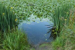 Close up of a water lily Background photo