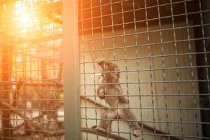 little monkey is animal in cage the zoo photo