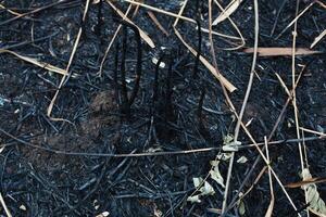 after the burnt ashes of reeds photo