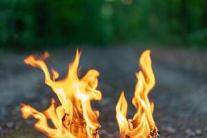 lenguas de fuego cerca en el antecedentes de el noche bosque. foto