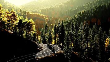 An empty road winding through a serene forest at sunset video