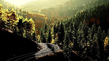 un vuoto strada avvolgimento attraverso un' sereno foresta a tramonto video