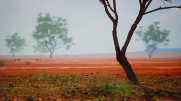 un solitario árbol en pie en un vibrante rojo campo video