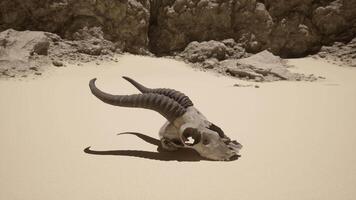 An animal skull laying on a sandy beach video