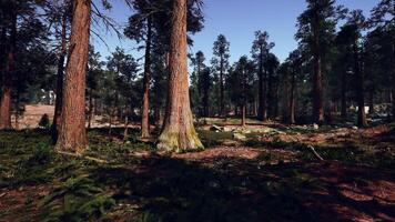 uma denso floresta com alta árvores video