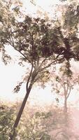 The sun shines through the trees in the forest video