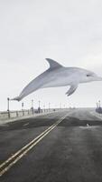 A large white dolphin is flying over a bridge video