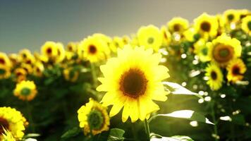 un vibrante campo de girasoles extensión hacia el cielo video