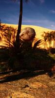 Palm Tree with Falling Coconuts onto the Sand video