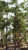 A rocky outcropping with trees in the foreground video