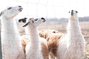 Cute animal alpaka lama on farm outdoors photo