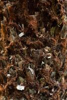 Texture of palm bark macro. Palm tree large trunk detailed structure background and texture of bark. Palm trunk and bark close-up. photo