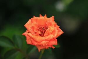 Orange rose flower has latin name rosa from rosaceae family bloom in the garden photo