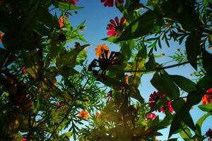 beautiful colorful flowers from frog eye view photo