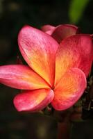 frangipani plumeria flower blooms in the garden. frangipani plumeria flower have latin named plumeria rubra. plumeria rubra flower from apocynaceae family photo