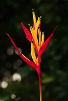heliconia flor con rojo amarillo pétalo tiene latín nombre heliconia psitácoro desde heliconiaceae familia. heliconia flor floración y crecer en el jardín foto