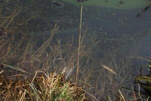 Yellow grass sprouting in the shallow water of a lake in early spring photo