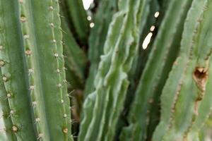 A large cactus with thorns in the wild spiny background photo