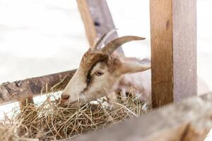 Close up young goat eating dry straw in farm photo