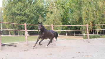 caballo regular formación corriendo circulo arena. foto