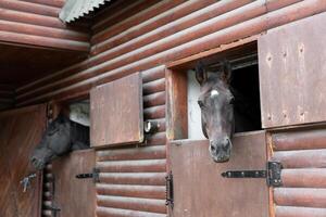 dos caballo mira mediante ventana de madera puerta estable esperando para paseo foto