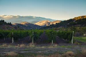 vineyard at the foot of the mountain photo