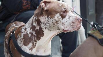 castanho cachorro procriar senta em pessoas colo com coleira, criando uma acolhedor cena video