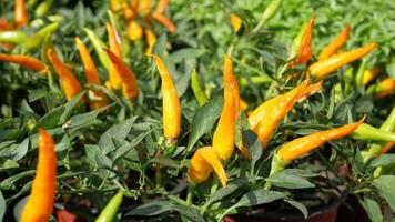 Chilli plant in the garden, video