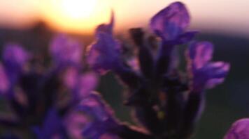 lavendel bloem voorjaar achtergrond met mooi Purper kleuren en bokeh lichten. bloeiend lavendel in een veld- Bij zonsondergang in Provence, Frankrijk. dichtbij omhoog. selectief focus. langzaam beweging. video