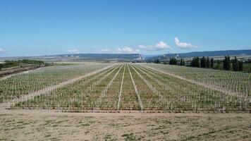 aereo moderno giardino. aereo superiore Visualizza di un Mela frutteto piantato utilizzando moderno giardinaggio tecniche. righe di giovane, ben curato alberi, geometria di moderno aziende agricole e biologico agricoltura pratiche. video