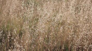 Alfalfa field moved by the wind 5 video