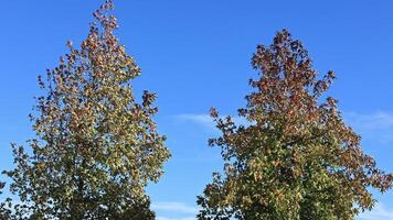 bomen in herfst onder blauw lucht detail video