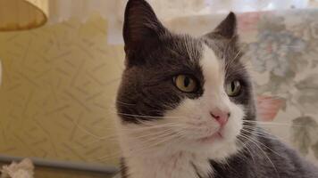 abrazo linda Doméstico gato escena a hogar video