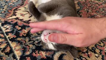 mild petting av inhemsk katt video