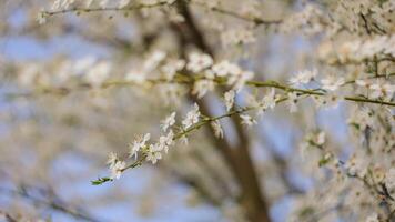 árbol cubierto con blanco flores video