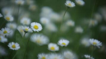 marguerites fleurs 2 video