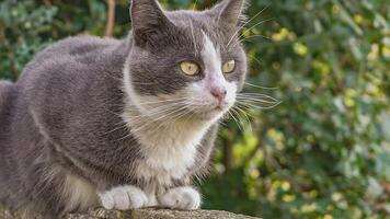 schattig kat portret Aan laag muur 5 video