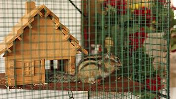 Domestic Squirrel in a cage eats a peanut video