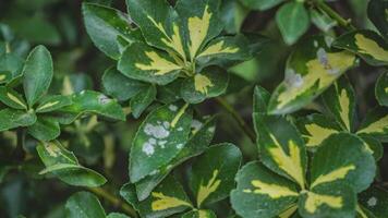 Powdery mildew detail on leaves video