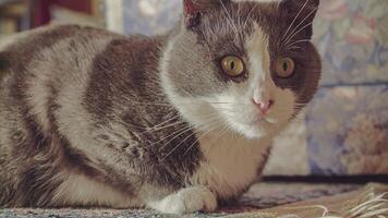 schattig kat Toneelstukken Aan de tapijt 3 video