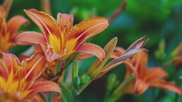 Orange fleur macro 2 video