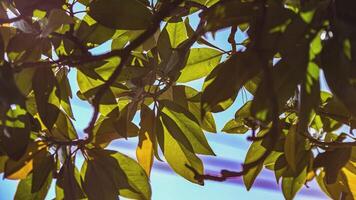 Magnolia leaves detail 3 video