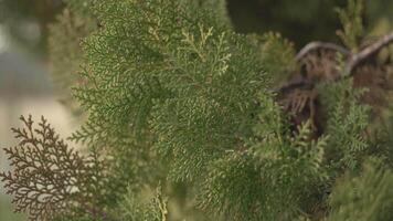 Detail of pine leaves 2 video