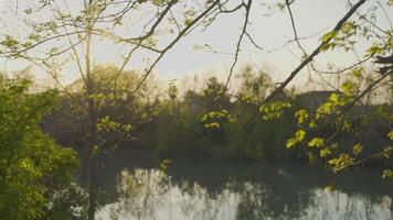 View of a pond at sunset in spring 2 video