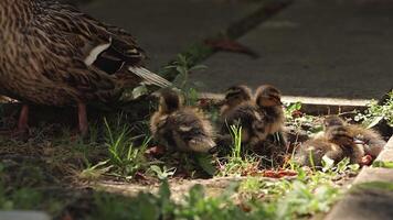 Duck with ducklings 3 video