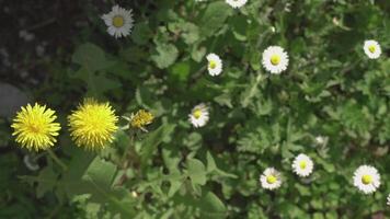 Marguerite fleur dans printemps 5 video