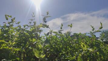 Blätter Blau Himmel Sonne video